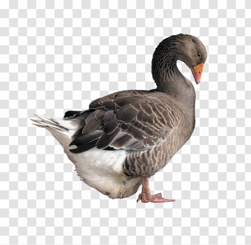 Goose Duck Poultry - Fauna - Gray Side Transparent PNG