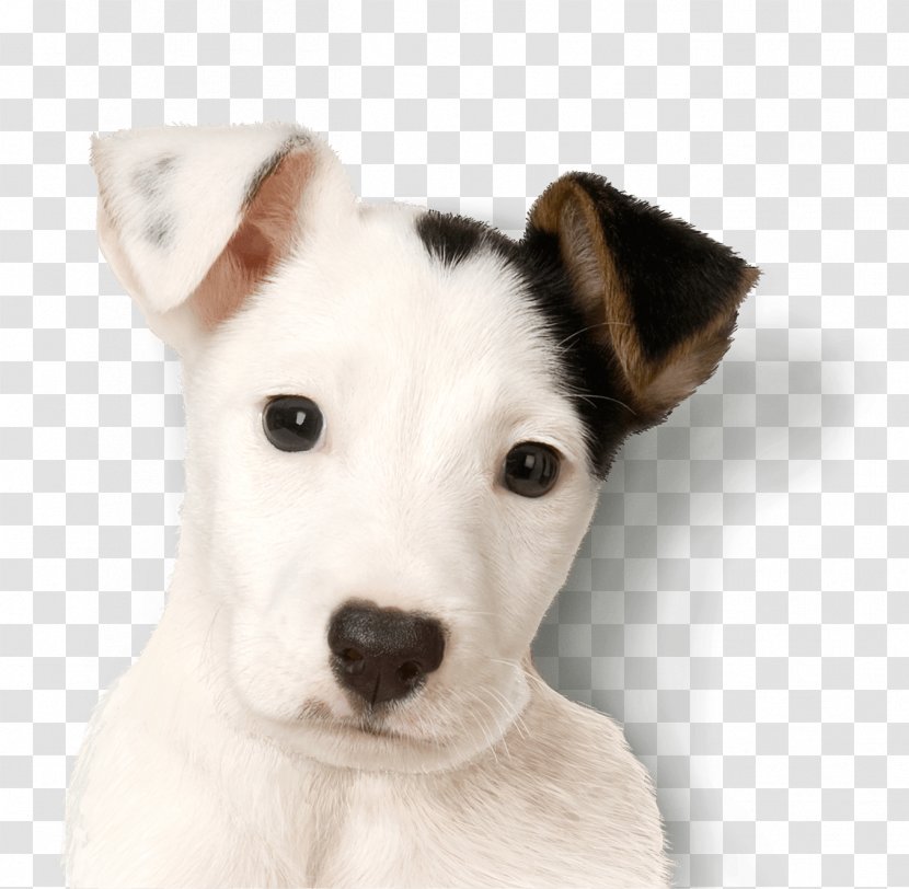 Jack Russell Terrier Parson Miniature Fox Puppy - Pets Transparent PNG