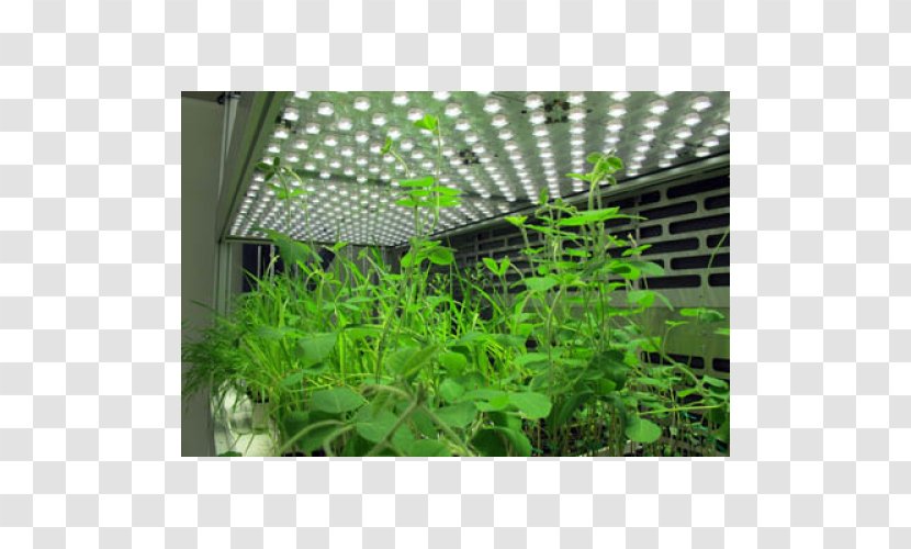 Herb Tree - Grass - Rice Germination Transparent PNG