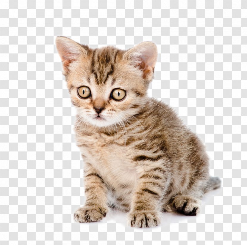 Cat Dog Kitten Puppy Pet - European Shorthair - Vector Transparent PNG
