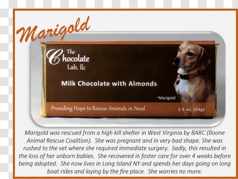 Puppy Dog Breed Advertising Product - Chocolate Almond Transparent PNG