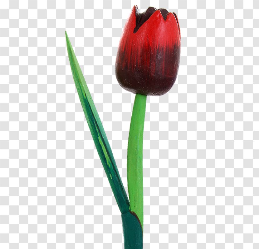 Tulip Petal Plant Stem Bud Transparent PNG