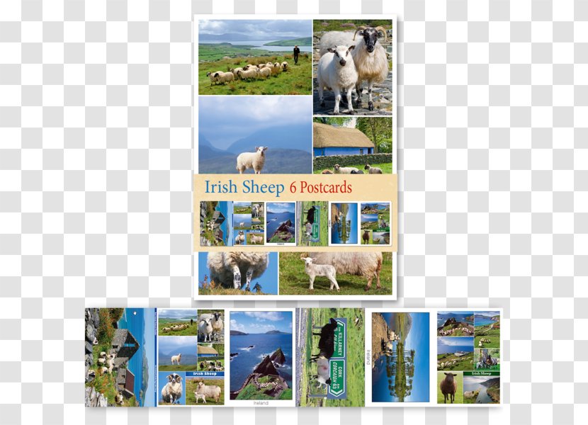 Dog Breed Dublin Post Cards Irish People - Livestock - Sheep Material Transparent PNG