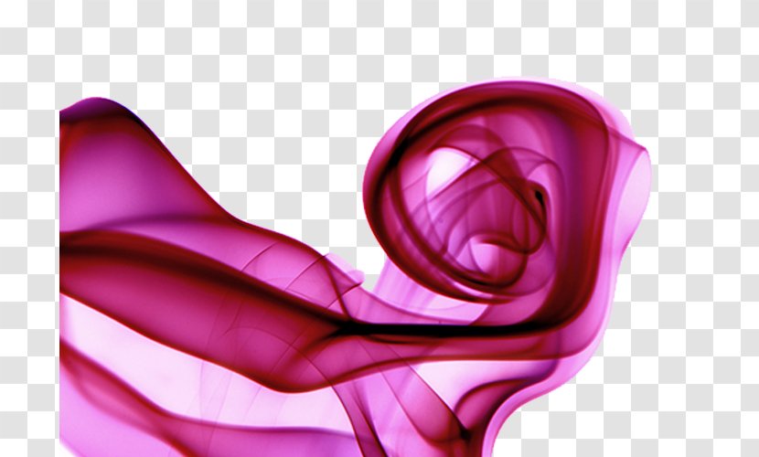 Pink Curve - Flower - Dream Transparent PNG