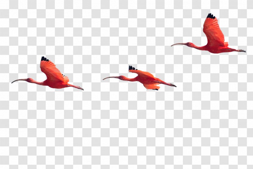 Beak Water Bird Ibis Fauna - Wildlife - Redm Transparent PNG