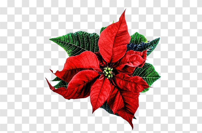 Poinsettia Christmas Happiness Love - Plant - Flowers Transparent PNG
