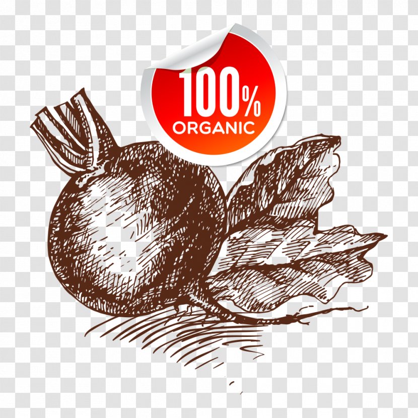 Organic Food Vegetable Onion - Drawing Transparent PNG