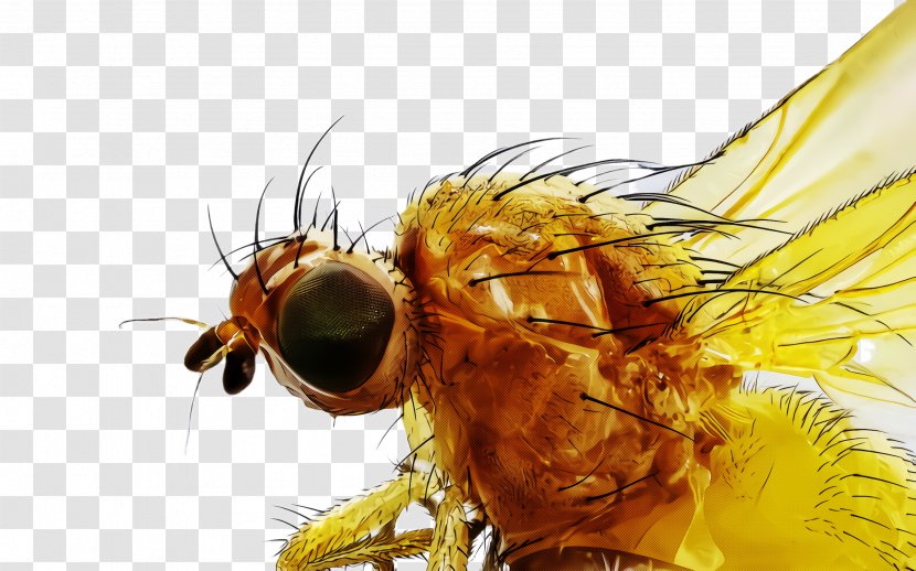 Insect House Fly Drosophila Melanogaster Tachinidae Stable - Honeybee Pest Transparent PNG
