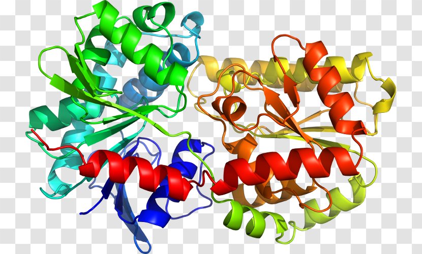 Tryptophan Synthase Structural Biology Toll-like Receptor Structure - Research Transparent PNG