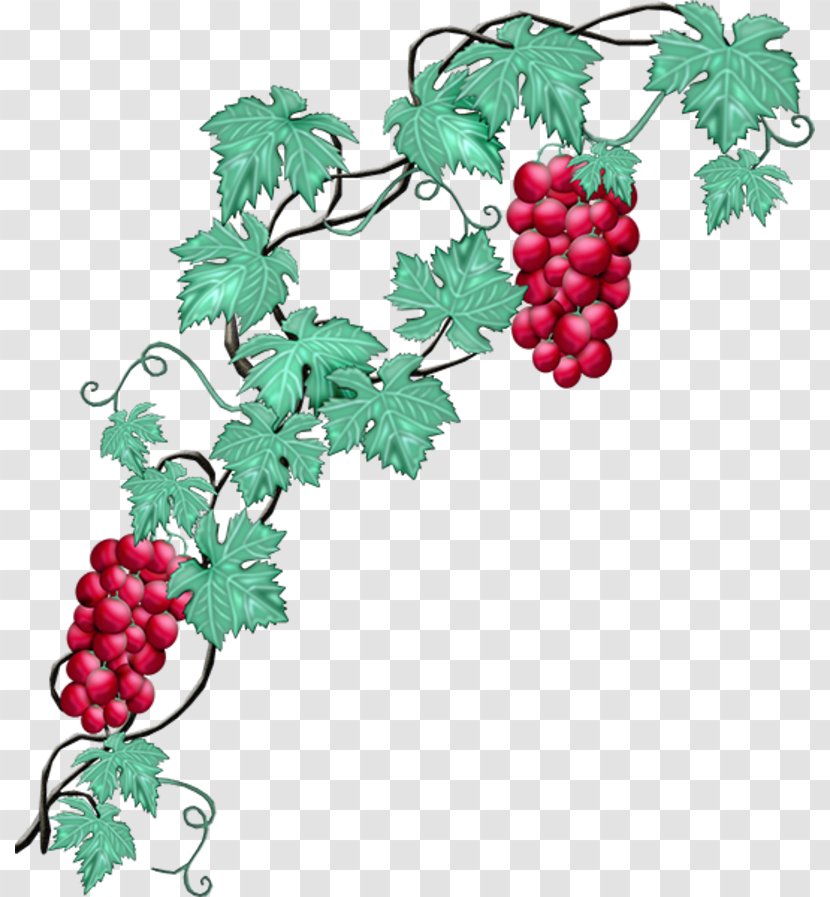 Common Grape Vine Wine Concord - Plant Transparent PNG