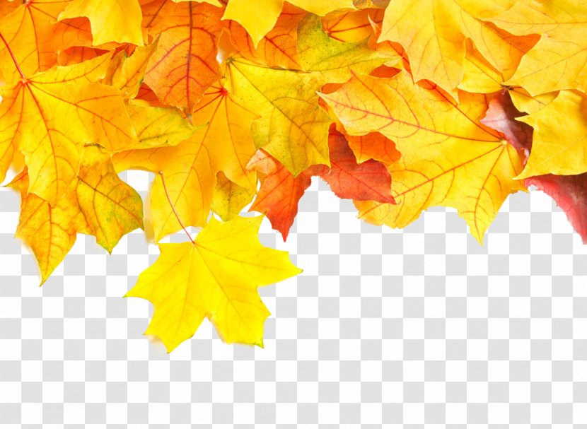 Autumn - Leaf - Leaves Transparent PNG