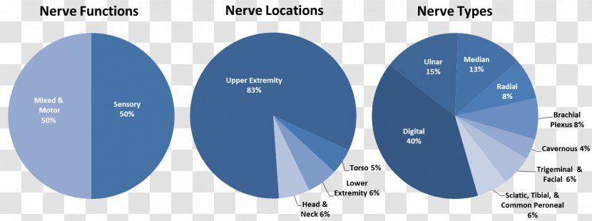 Peripheral Nerve Lesions Neuroregeneration Allograft Nervous System - Market Analysis Transparent PNG