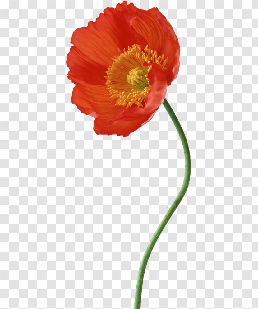 Poppy Photography Flower Composition - Coquelicot - Design Transparent PNG