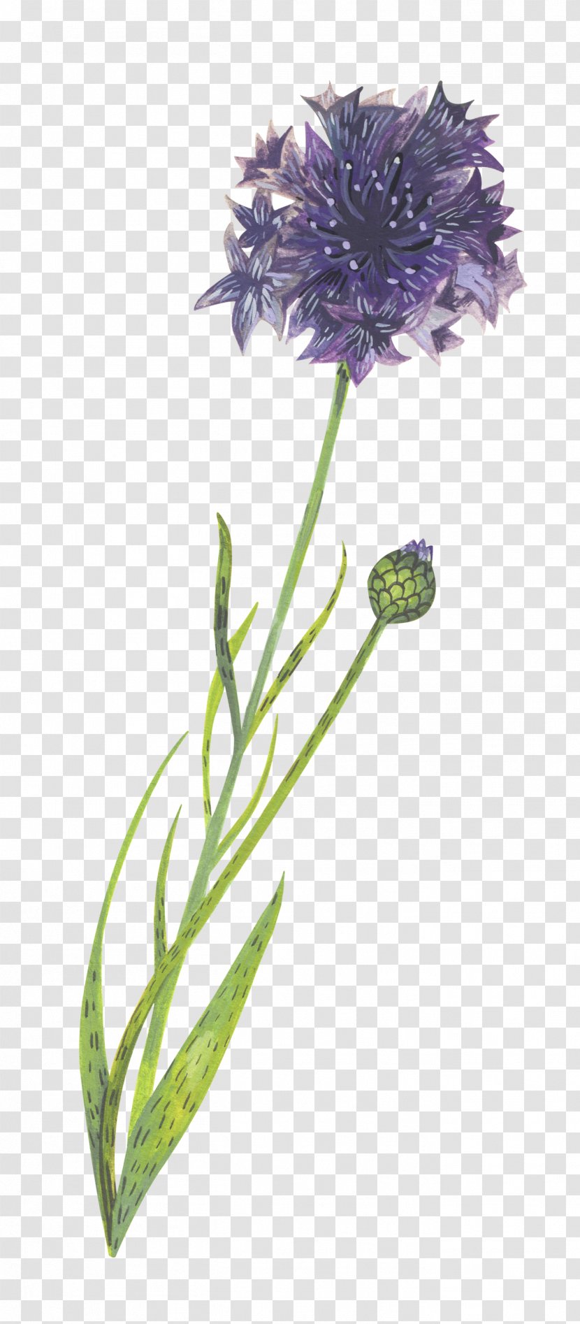 Cornflower Drawing Image Graphics Clip Art - Flowering Plant - Bachelor Vector Transparent PNG