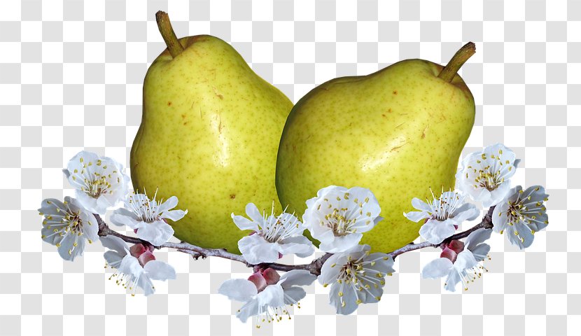European Pear Food Fruit Photography - Beslenme - Blossom Transparent PNG