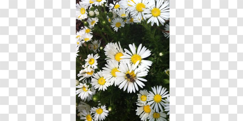Oxeye Daisy Marguerite Roman Chamomile Chrysanthemum Wildflower - Beautiful Spring Flowers Transparent PNG