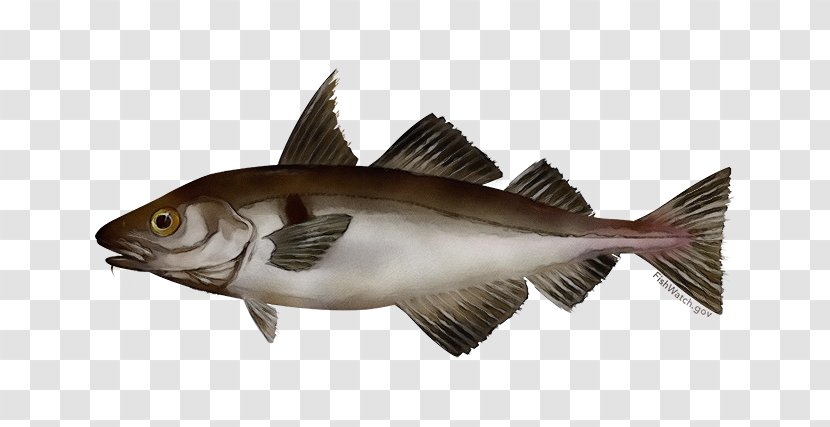 Fish Fin Bony-fish Bass - Rayfinned Transparent PNG