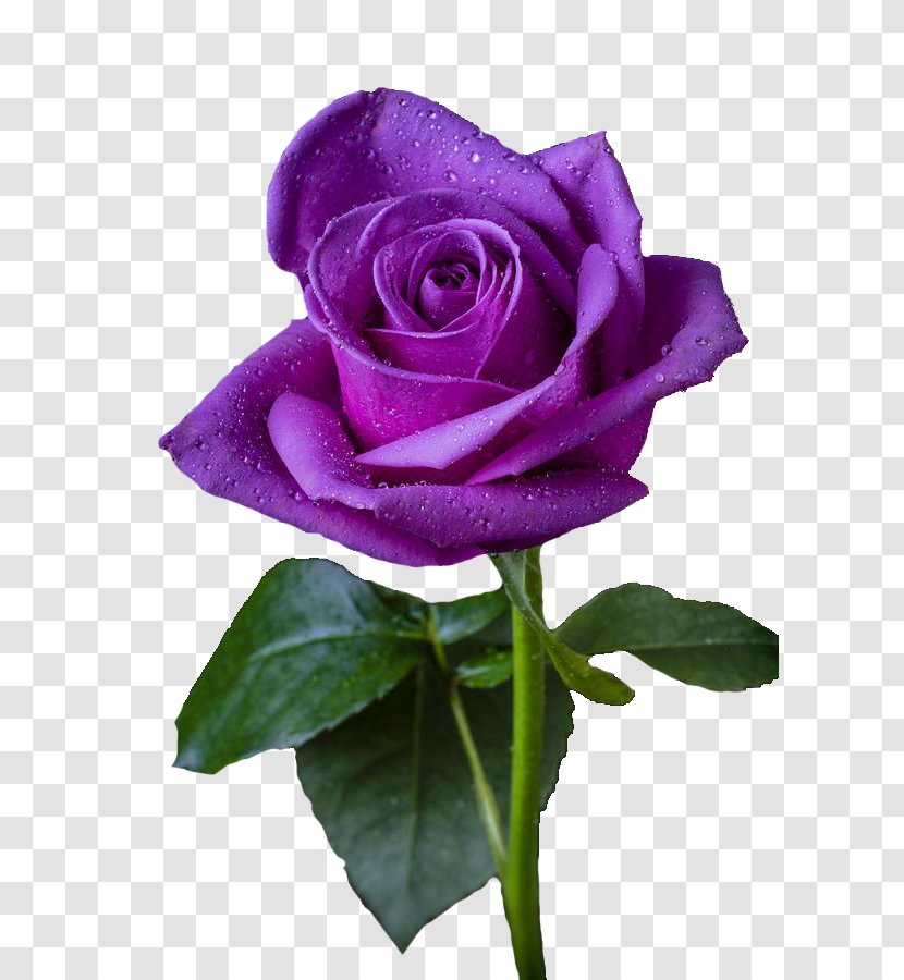 Purple Rose Flower Violet - Plant Transparent PNG