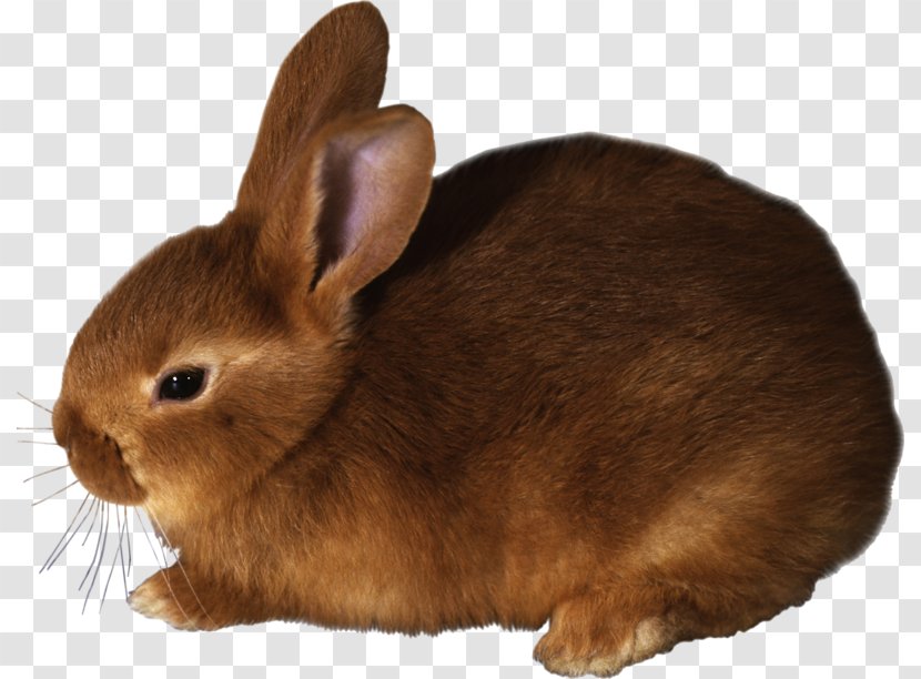 Domestic Rabbit Hare Flemish Giant Clip Art - Fur Transparent PNG