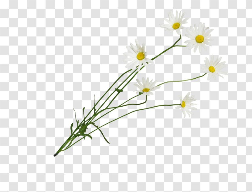 Common Daisy Cut Flowers Roman Chamomile Floral Design Oxeye - Chamaemelum Nobile - Leaf Transparent PNG