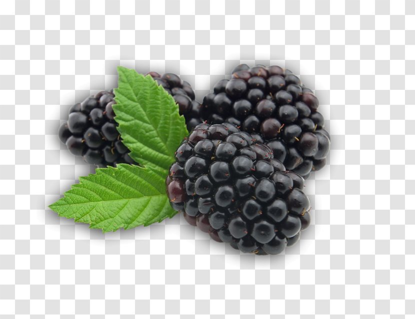 BlackBerry Fruit - Red Mulberry - Blackberry Transparent Transparent PNG