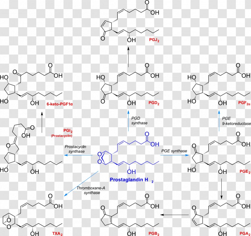 Prostaglandin H2 Thromboxane Chemical Synthesis Prostacyclin - Cyclooxygenase Transparent PNG