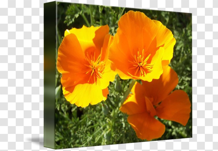 California Poppy Meadow Violet Wildflower Annual Plant - Eschscholzia Transparent PNG