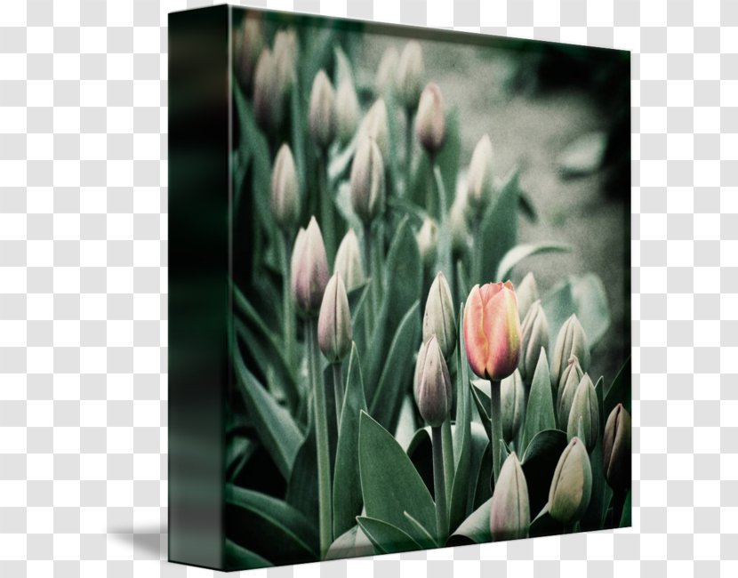 Tulip Plant Stem Bud Petal Desktop Wallpaper - Spring Transparent PNG
