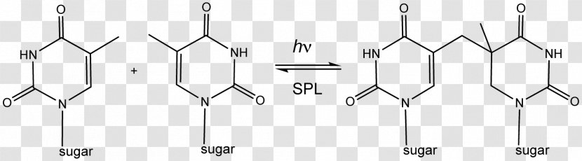 Crosslinking Of DNA Purine Cross-link Schiff Base - Dna Repair - Pitchfork Transparent PNG