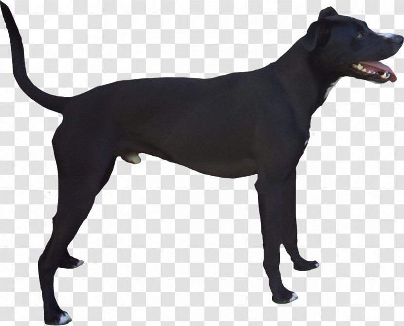 Dog Breed Patterdale Terrier Being A Dog: Following The Into World Of Smell Sporting Group - Cat Transparent PNG