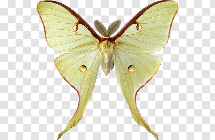 Butterfly Luna Moth Clip Art - Royal Moths Transparent PNG