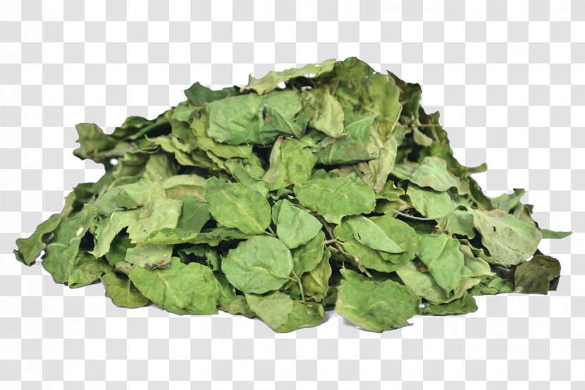 Organic Food Drumstick Tree Leaf Vegetable Herb Vegetarian Cuisine - Cruciferous Vegetables - Moringa Transparent PNG