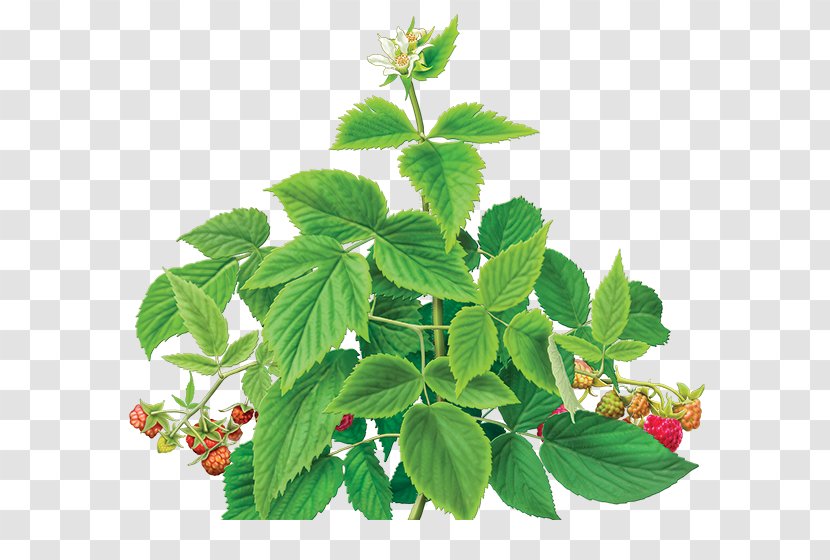 Iced Tea Organic Food Green Raspberry - Herb Transparent PNG