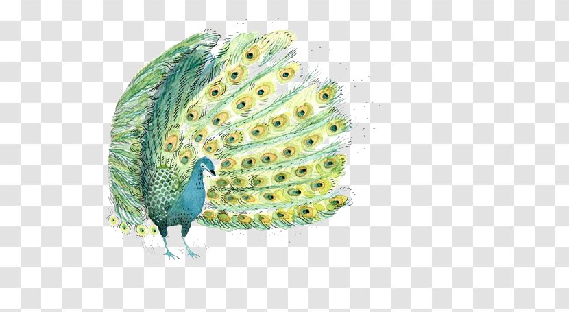 Bird Watercolor Painting Illustration - Grass - Peacock Transparent PNG