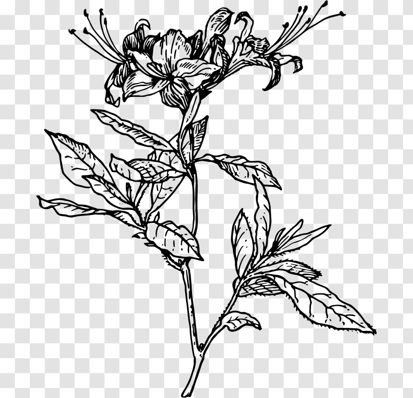 Azalea Drawing Rhododendron Botanical Illustration Clip Art - Royaltyfree - Flower Transparent PNG