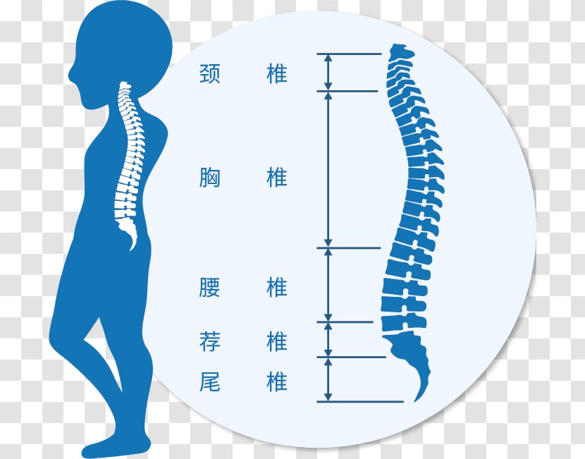 Vertebral Column Clip Art Cervical Vertebrae Vector Graphics Lumbar - Frame - 17 Material Transparent PNG