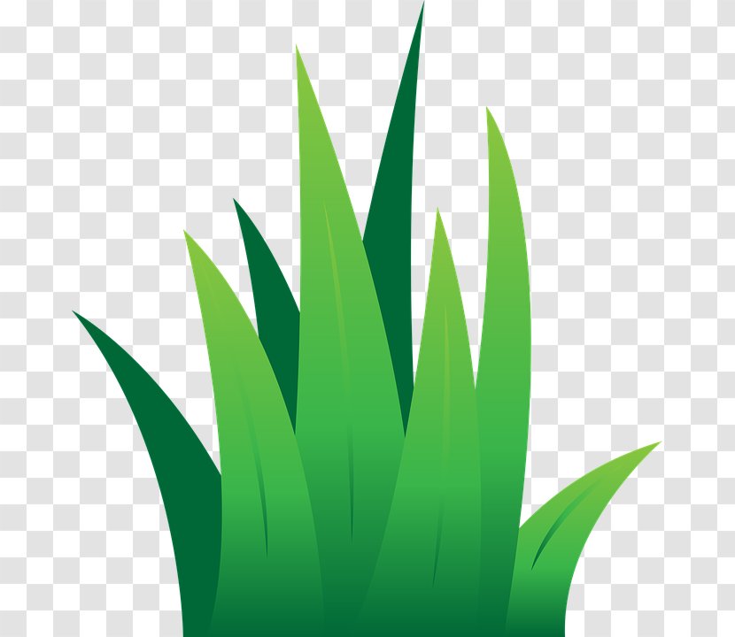 Lawn Clip Art - Ornamental Grass - Agriculture Transparent PNG