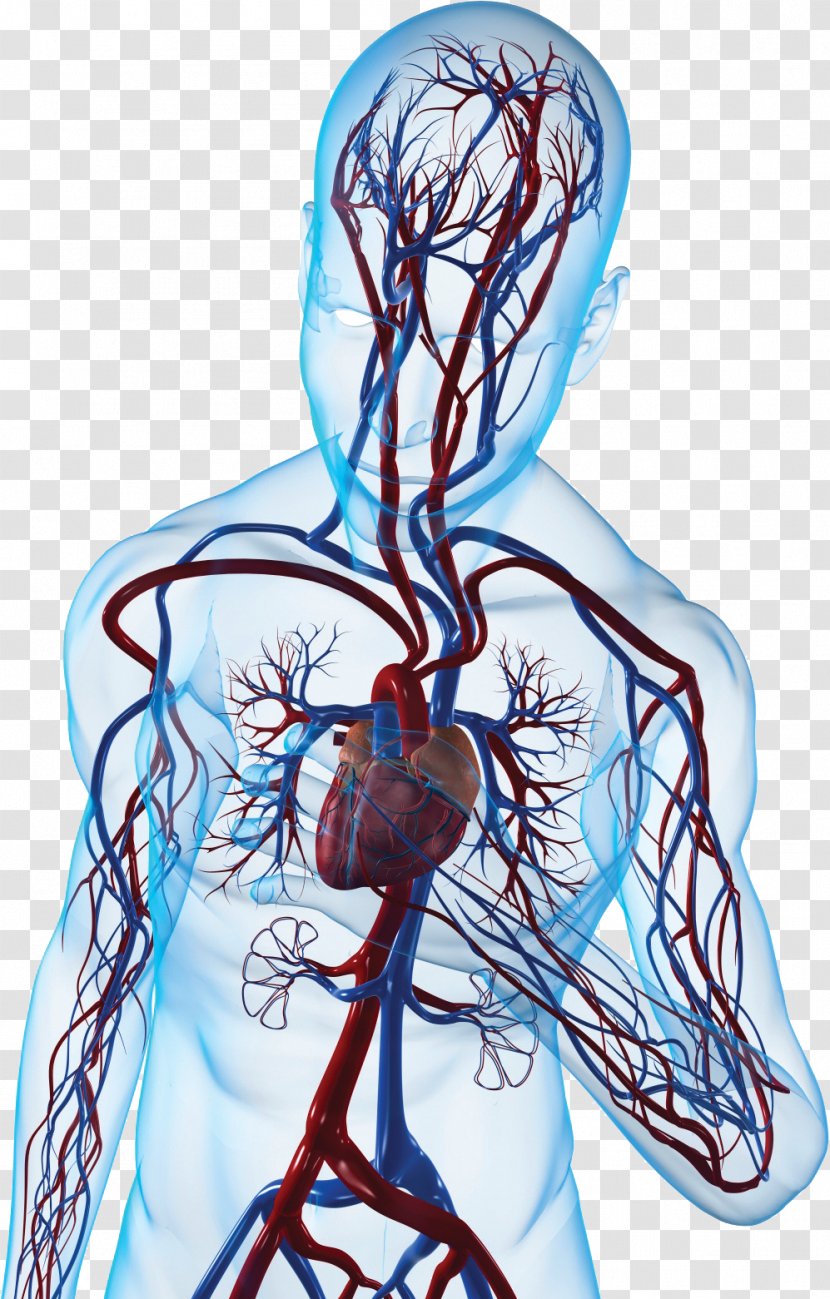 Myocardial Infarction Congenital Heart Defect Cardiovascular Disease Angina Pectoris - Tree Transparent PNG