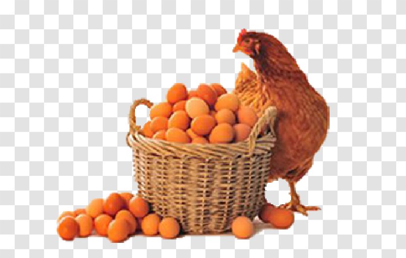 Chicken Broiler Poultry Farming Hatchery Egg - Food Transparent PNG
