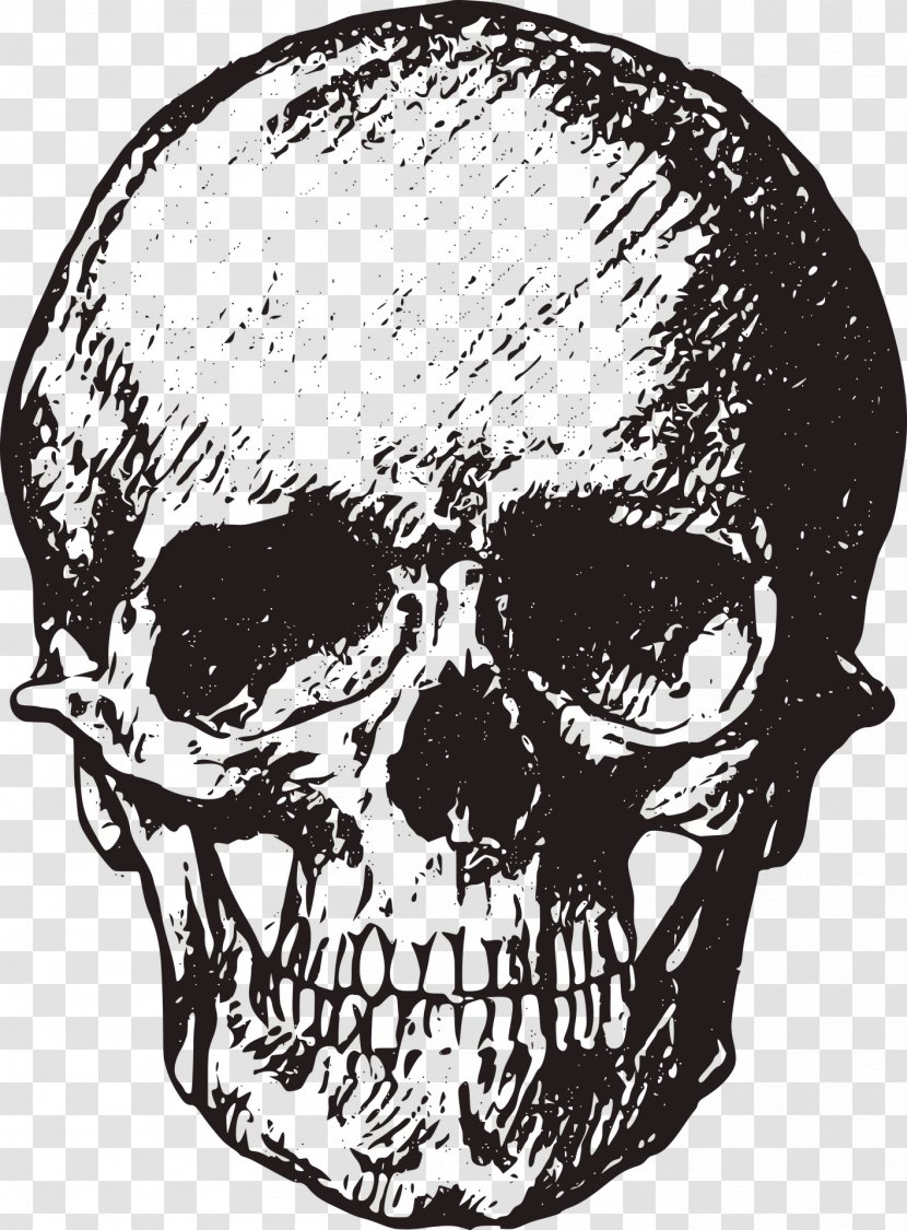 Skull Bone Human Skeleton Royalty-free Clip Art - Sketch Style Transparent PNG