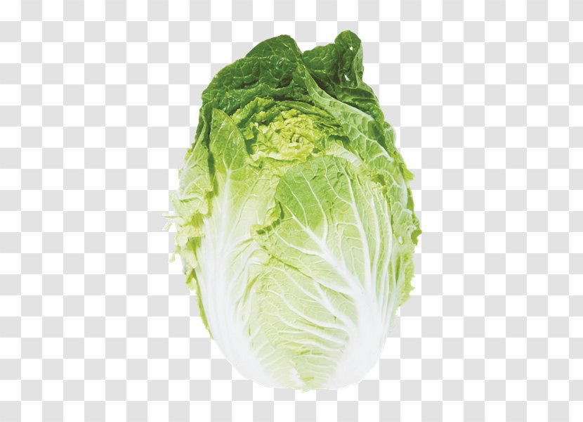 Romaine Lettuce Savoy Cabbage Napa Chinese Cuisine Spring Greens Transparent PNG