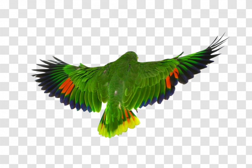 Bird Parrot Macaw Flight Transparent PNG
