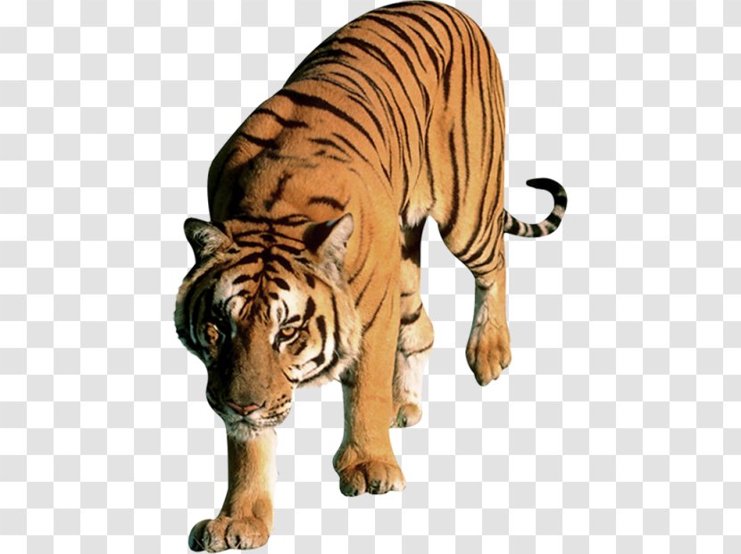 Felidae Cat Bengal Tiger - Panthera Transparent PNG