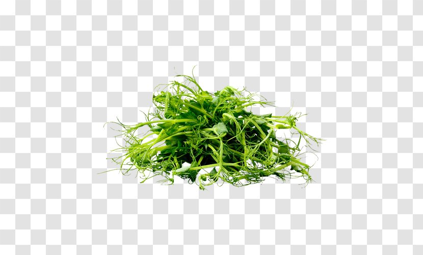 Herb Basil Health Greens Cuba. CUBASI - Frequency - Broccoli Romanesco Transparent PNG