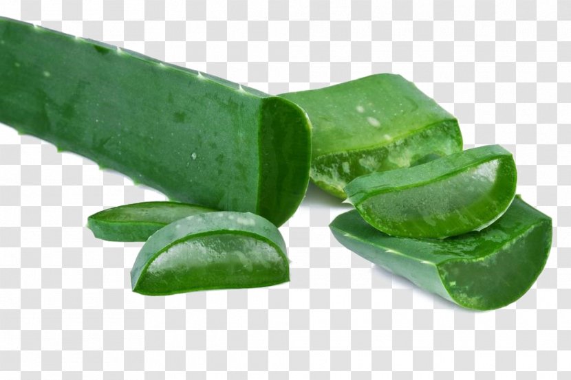 Aloe Vera Leaf Centuryplant Stock Photography - Alamy Transparent PNG