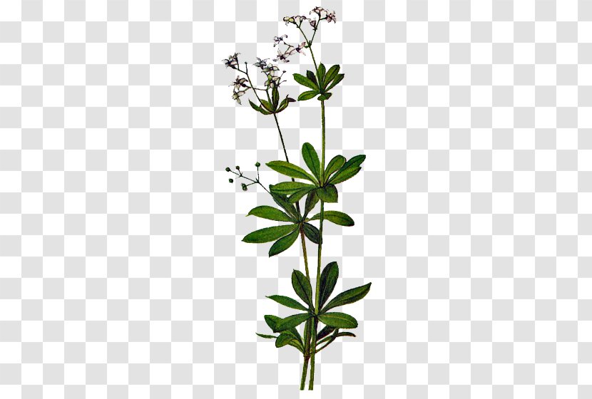 Flowering Plant Stem Subshrub Tree - Flower Transparent PNG