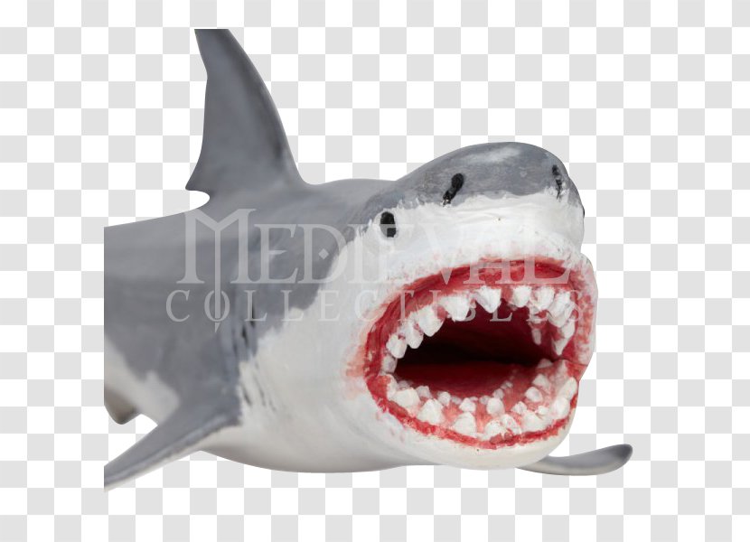 Tiger Shark Megalodon Great White Cartilaginous Fishes - Carcharhiniformes Transparent PNG