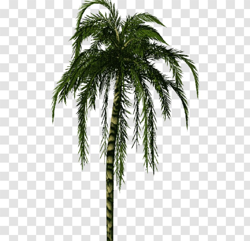 Babassu Asian Palmyra Palm Trees Date Coconut - Evergreen Transparent PNG