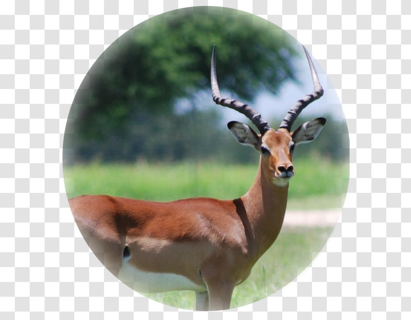 Impala Gemsbok Deer Hartebeest Wildebeest - Gazelle Transparent PNG