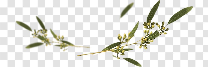 Eucalyptus Gunnii Caesia Tree Rhodantha Leucoxylon - Grass Family Transparent PNG